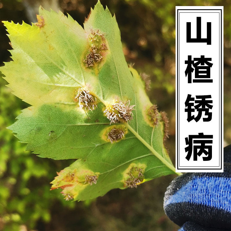 山楂树锈病结果长刺羊胡子病苹果新梢嫩叶锈斑长毛
