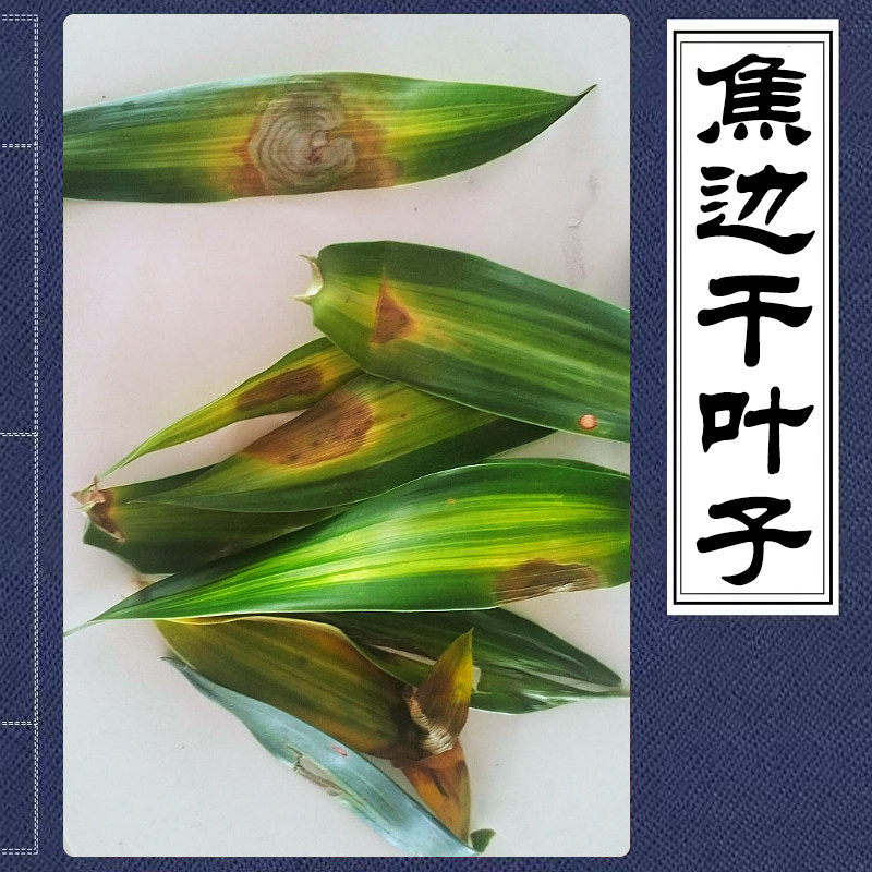 金边百合竹黄叶掉叶枯萎黄边百合竹叶芯发黑焦边黄斑焦尖叶尖干枯