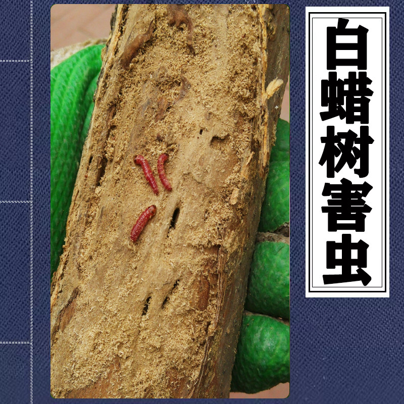 白蜡树窄吉丁虫五角枫红枫蛀干钻心虫杀虫剂枇杷紫薇天牛蛤虫喷药