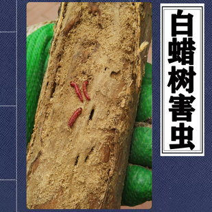 白蜡树窄吉丁虫五角枫红枫蛀干钻心虫杀虫剂枇杷紫薇天牛蛤虫喷药