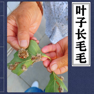 梨树锈病专用药梨锈病果树锈病梨树锈病预防梨树梨锈病铁锈病防治