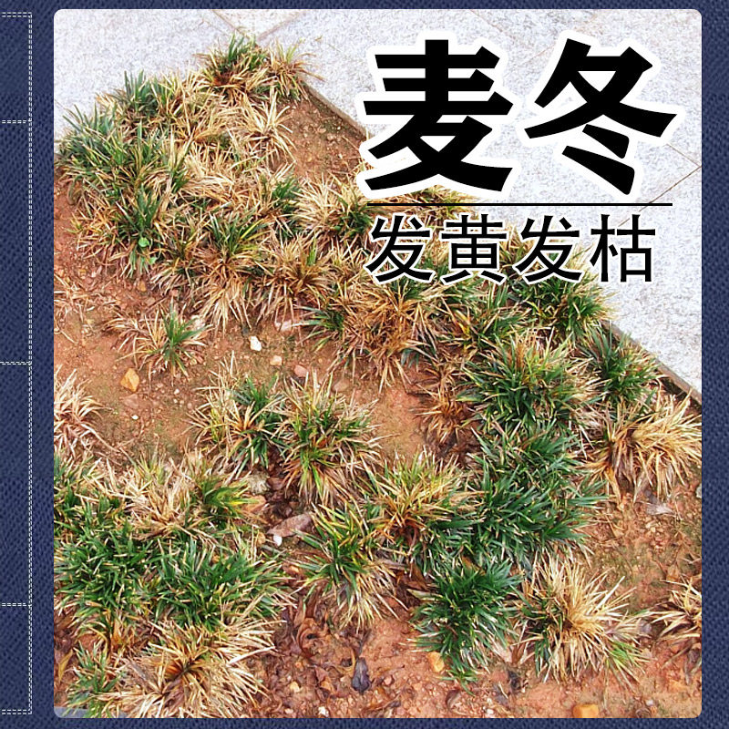 矮麦冬草坪茎基腐病烂脖子病茎腐图片