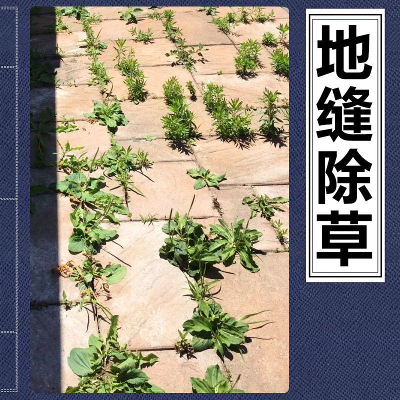 庭院水泥地砖杂草地缝除杂草砖缝砖板墙壁缝石缝野花野草专用除草