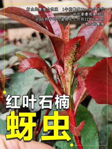 红叶石楠吡虫啉杀虫剂蚜虫专用药花卉呲虫啉杀虫药果树哔蚍虫灵
