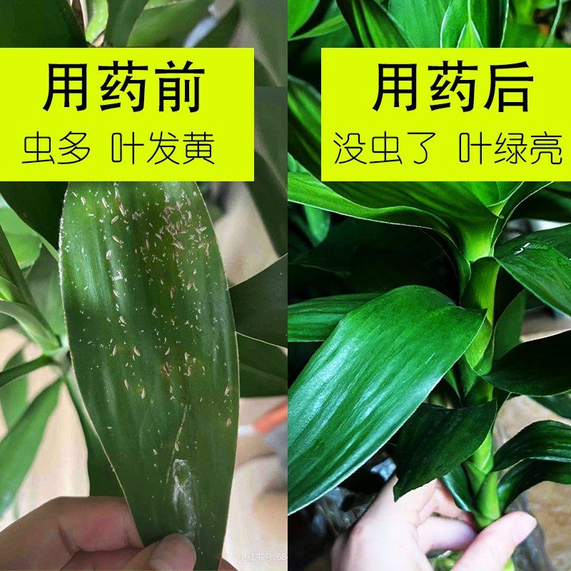 富贵竹白色絮长虫卵观音竹白粉枯萎鸿运竹子白虫富贵竹杆子发霉