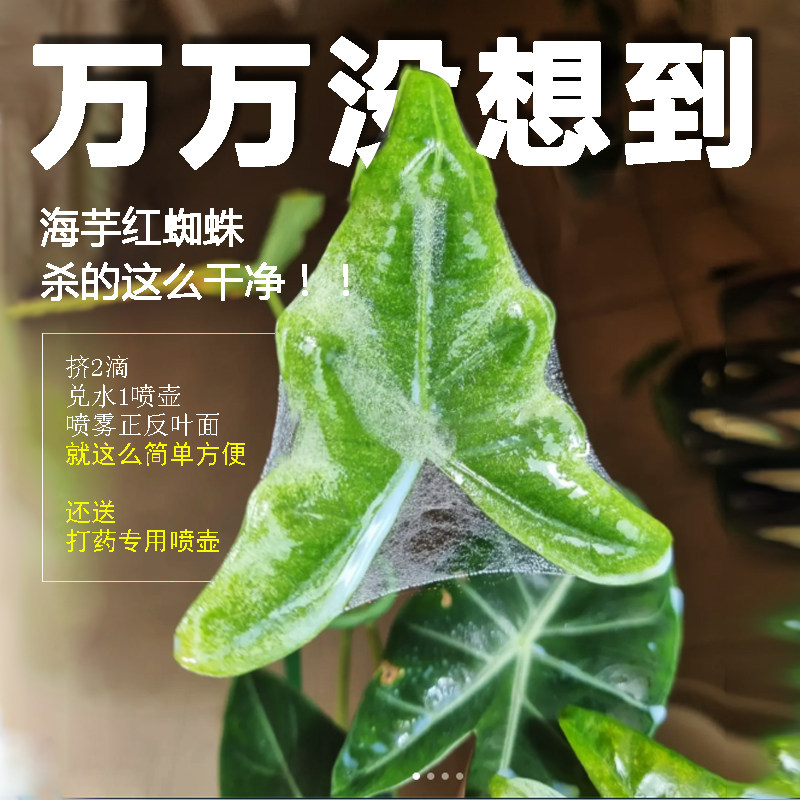 萨利安海芋红蜘蛛杀虫杀螨剂虫卵双杀蔓绿绒杀虫剂绿植杀虫药