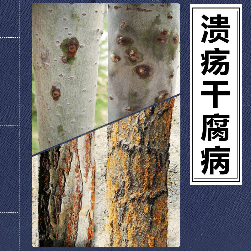 果树干苗木溃疡干腐烂病杀菌剂辛菌胺涂刷防治杨树国槐干裂促愈合