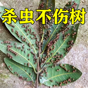 龙眼树叶球瘿蚊树叶长满虫卵壳子树叶有茧果树虫瘿杀虫剂不伤果树