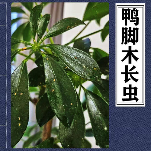 鸭脚木蚧壳虫叶片油腻鸭掌木介壳虫鹅掌木叶子发霉出油鸭脚木虫害
