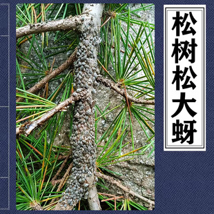 白皮松大蚜马尾松蚜虫油松球蚜杀虫剂松针叶反光油亮蚜虫防治克星
