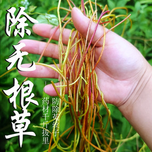 中药材千斤拔地除菟丝子无根草豆阎王黄丝藤金丝藤无娘藤无根藤药