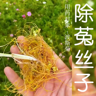 波斯菊金鸡菊除菟丝子黄丝黄腾子格桑花无根藤除草剂