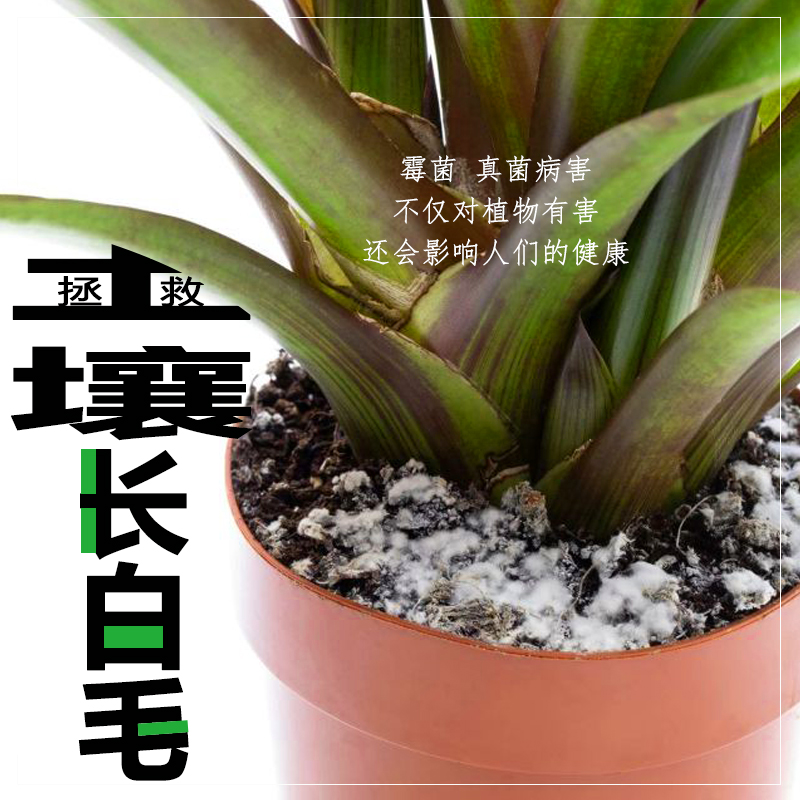 花盆花土长白毛白色绒毛盆栽植物土壤消毒霉菌土壤发霉白色絮状物