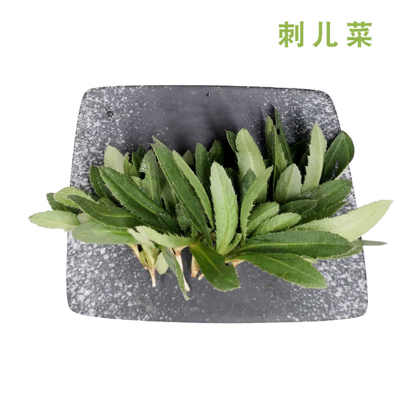 勤励园新鲜刺儿菜500g