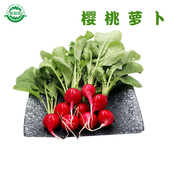 勤励园红皮樱桃水萝卜新鲜生吃一斤装 无污染蔬菜青零食