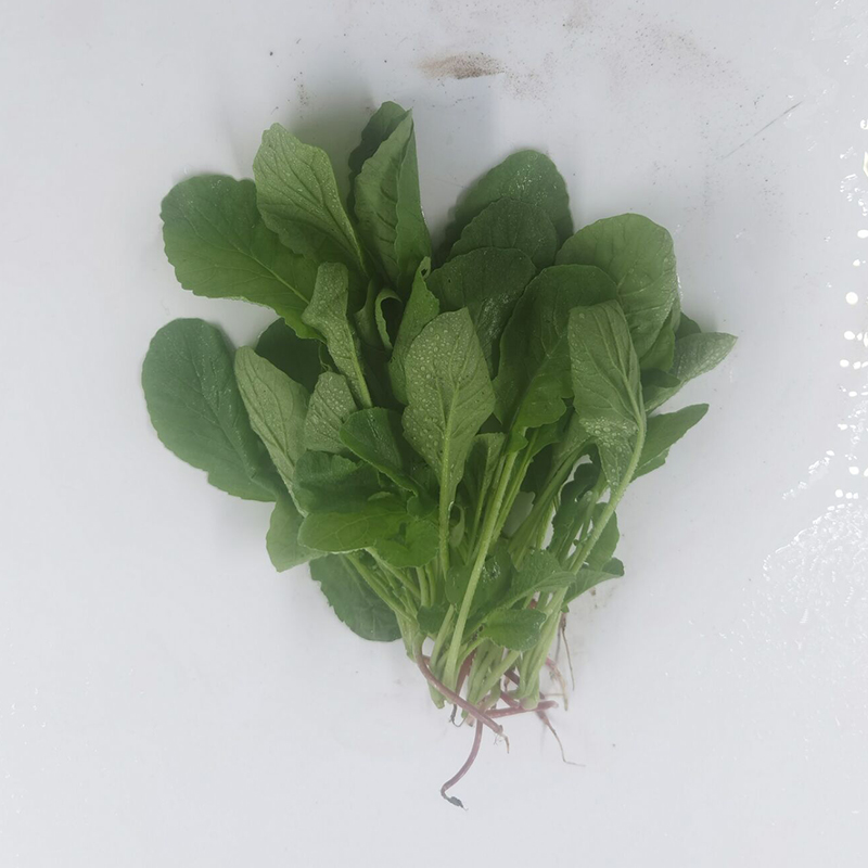 勤励园新鲜水萝卜缨 1斤无污染蔬菜健康食品蔬菜,水产肉类/新鲜蔬果/熟食,其它,淘宝优惠券,粉丝福利购,淘宝优惠卷