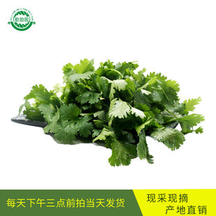 勤励园新鲜香菜250g无污染蔬菜健康食品零食青菜蔬菜