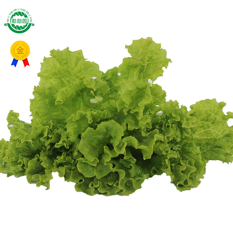 奶油生菜500g新鲜蔬菜沙拉食材现摘现卖大兴百亩种植