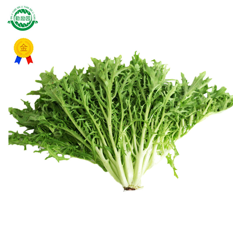 苦菊500g新鲜狼牙生菜沙拉菜蔬菜大兴百亩现摘现卖热卖