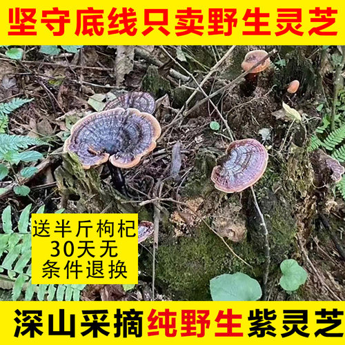 云南深山纯野生灵芝正宗紫灵芝干货整枝礼盒装可切片黑灵芝250克