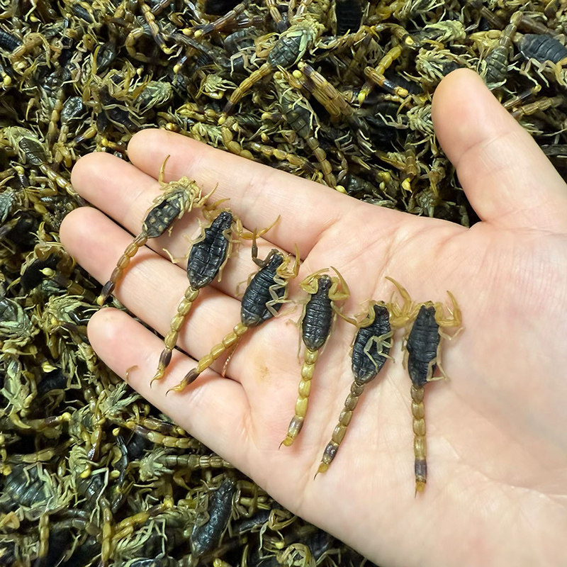 正品全蝎淡干无盐蝎子干货沂蒙山特级全虫泡酒中药材煲汤打粉