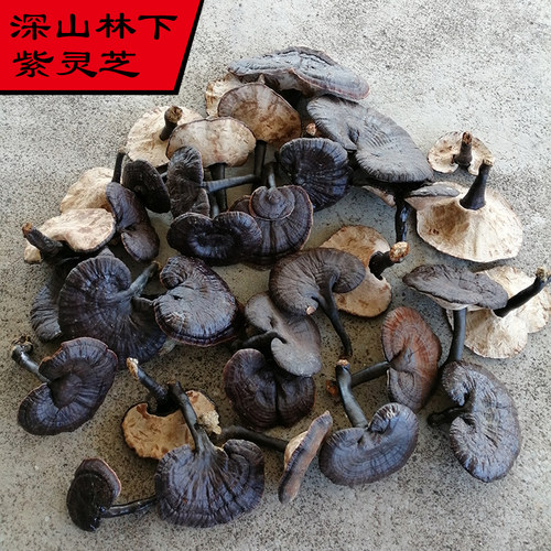 整枝林芝林下自然生长当年新货