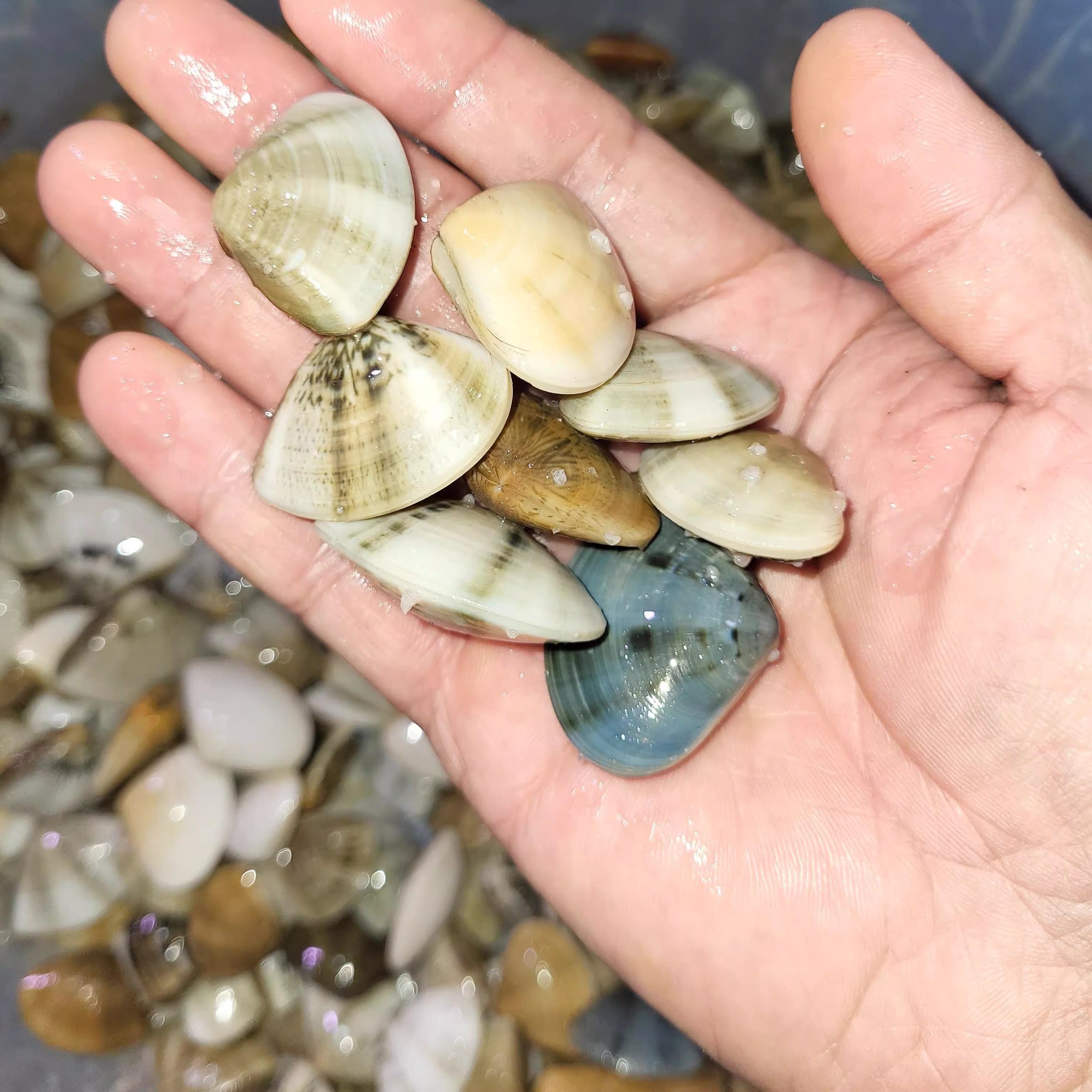 汕尾海丰咸沙白湿仔咸蛤干盐沙白 新鲜腌制500克