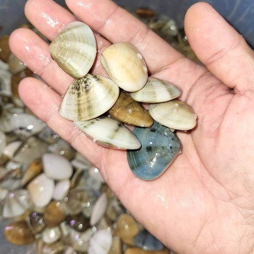 咸沙白湿仔咸蛤干盐沙白