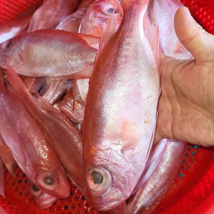 汕尾本港咸鱼微咸红目鲢鱼干盐红目鲢鱼海产特产咸货500克