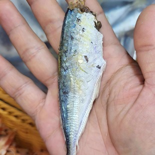 汕尾本港巴浪鱼干新鲜淡咸鱼干熟鱼干长腰巴浪鱼干海鱼干货 500克