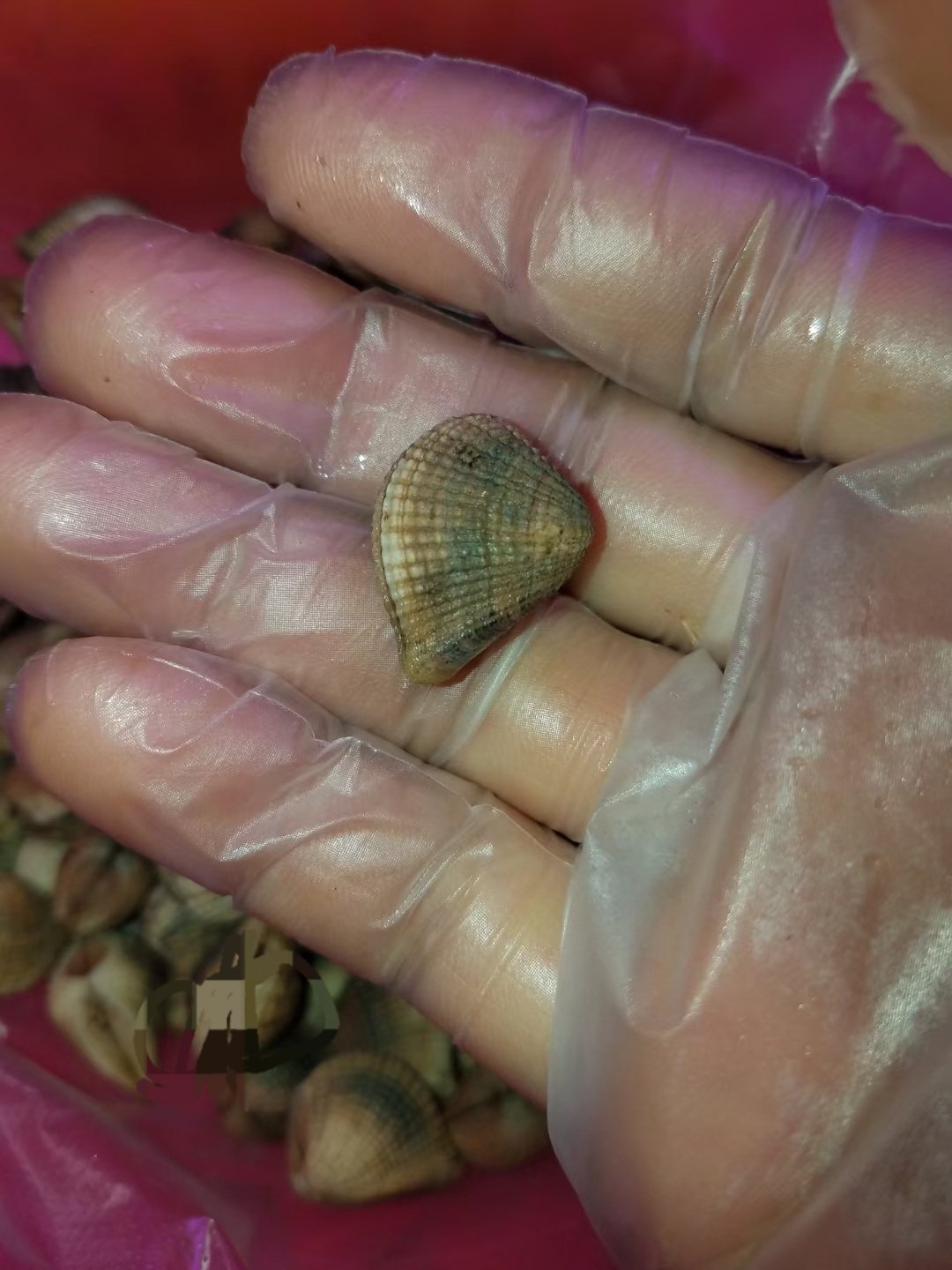 汕尾海丰本港咸九蛤乌肚九蛤咸香多汁 新鲜腌制500克