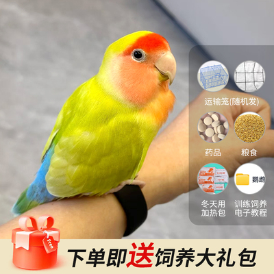 半毛牡丹鹦鹉黄绿桃蓝银纯手养半毛幼鸟雏鸟紫伊莎牡丹鹦鹉会说话