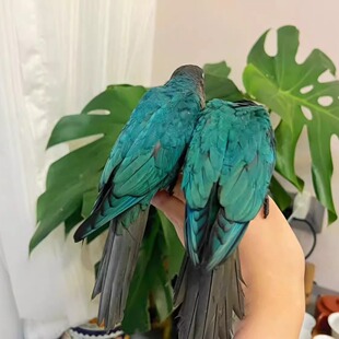 手养蓝化小太阳鹦鹉凤梨肉桂绿颊