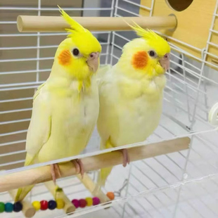 半毛玄凤黄化原始灰雏鸟手养玄凤亲人可学说话鹦鹉活体包邮包活