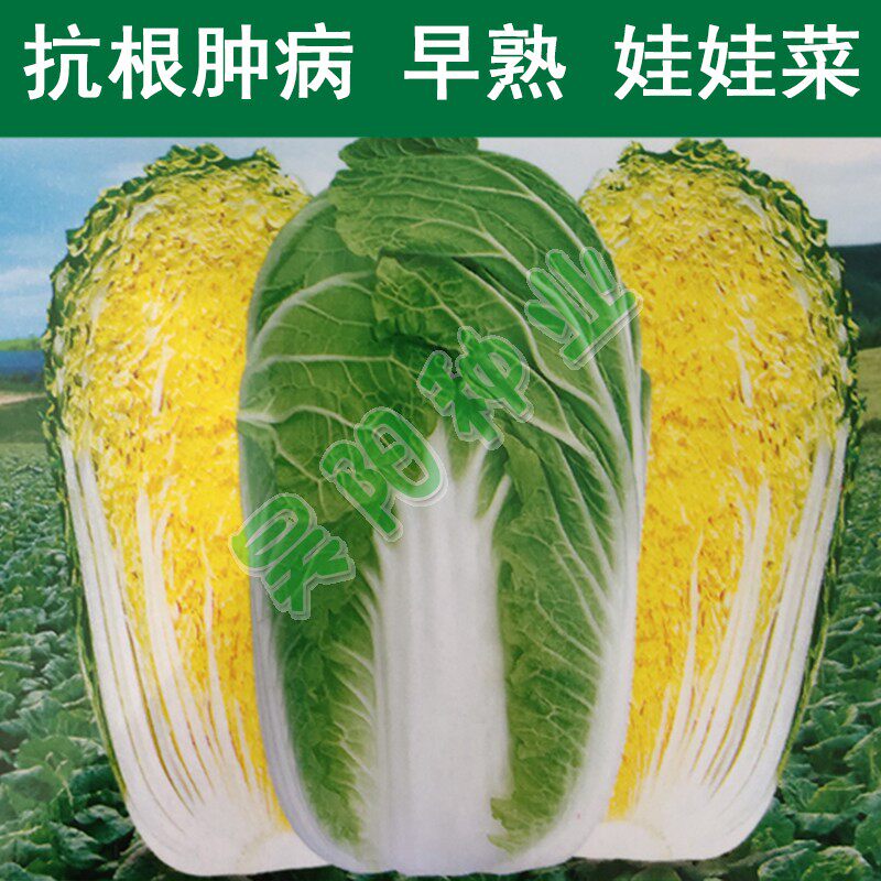 娃娃菜种籽抗根种病春秋季早熟黄心娃娃菜籽种四季小白菜蔬菜种子