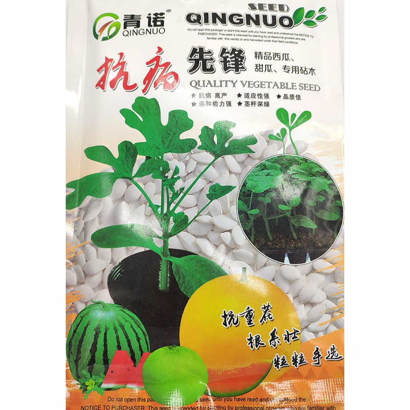 抗病先锋砧木嫁接大面积南瓜种子