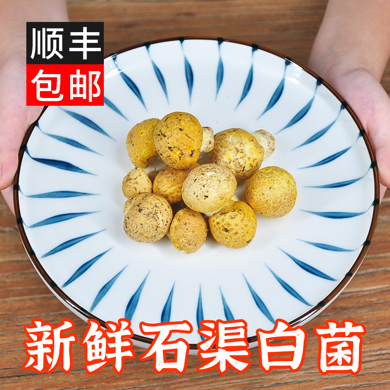 新鲜野生甘孜石渠白菌顺丰包邮