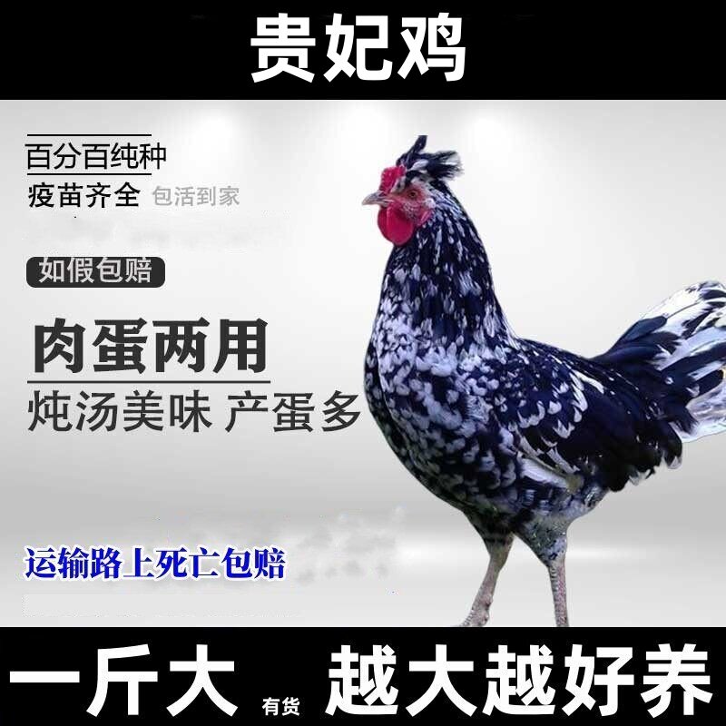 一斤大贵妃鸡活体观赏鸡凤冠白蛋包活到家
