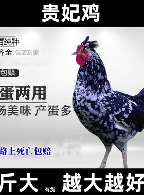 一斤大贵妃鸡观赏鸡活体包活到家