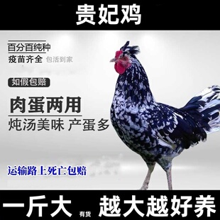 一斤大贵妃鸡活体观赏鸡凤冠白蛋包活到家
