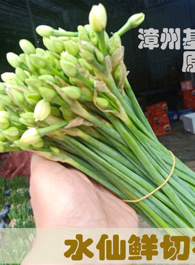 漳州水仙花鲜切花花枝基地采摘插水即开清香型现采现发新鲜发货