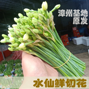 漳州水仙花鲜切花花枝基地采摘插水即开清香型现采现发新鲜发货