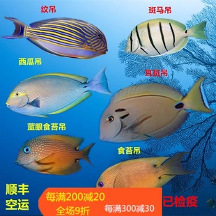 斑马吊西瓜吊耳斑吊食苔吊食藻倒吊鱼海水鱼活体海水缸检疫小丑鱼