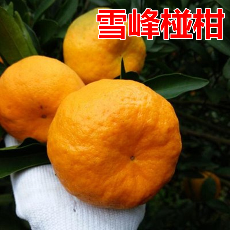碰柑树苗 雪峰椪柑 嫁接椪柑苗 甜润爽口柑桔子果树苗无核椪柑苗