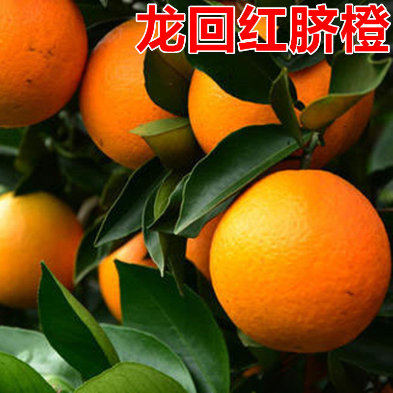 龙回红脐橙苗 高抗寒新品种 果大型高产树果苗