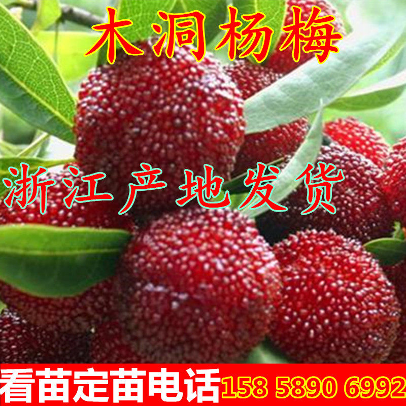 深红种杨梅苗 靖州木洞杨梅苗 嫁接杨梅苗 当年结果南方种植果树