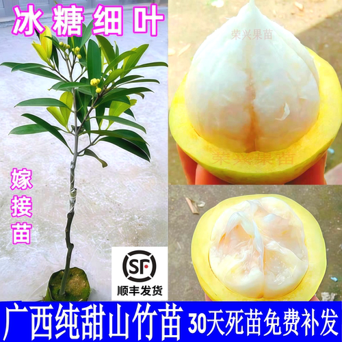 纯甜山竹苗嫁接细叶山竹带土岭南黄金山竹树苗广西野生木竹子苗