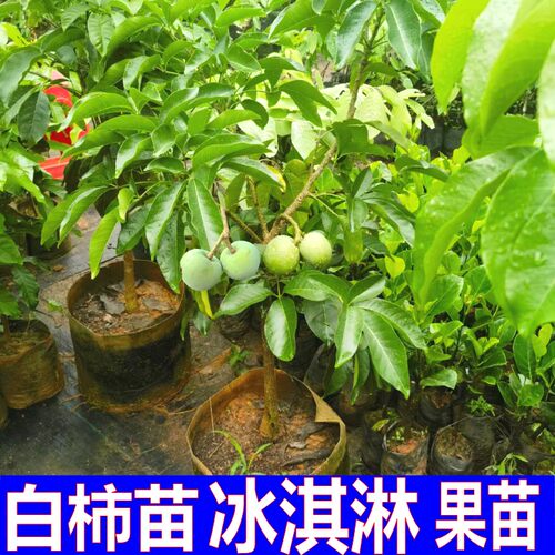 状元红白柿嫁接苗一年结果两次