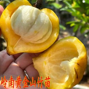 岭南黄金山竹树苗带土嫁接广西山竹苗盆栽当年结果泰国无籽山竹苗