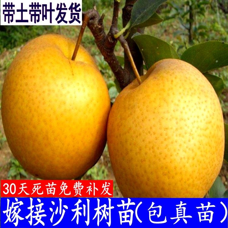 水晶沙梨苗黄花梨树苗 嫁接水果